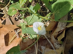 Convolvulus arvensis