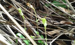 Pterostylis ectypha