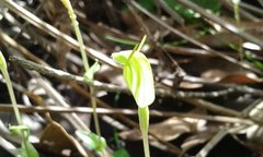 Pterostylis ectypha