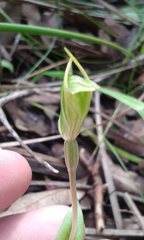 Pterostylis ectypha