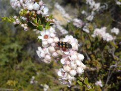 Castiarina pallidiventris