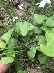 Viola sororia