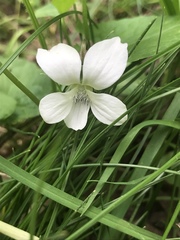 Viola sororia