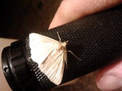 Chlenomorpha lygdina