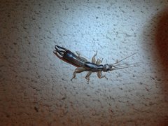 Dacnodes shortridgei