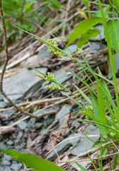 Carex aurea