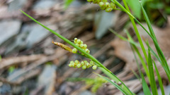 Carex aurea