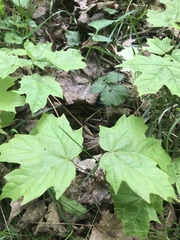 Acer saccharum