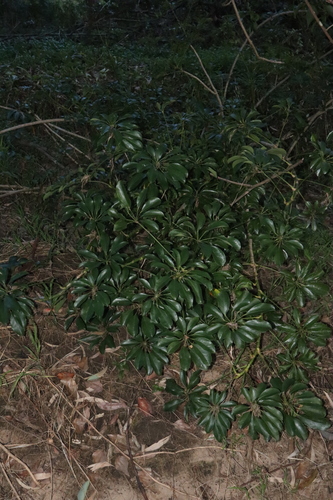 Image of Heptapleurum arboricola by (c) Thomas Mesaglio, some rights reserved (CC BY)