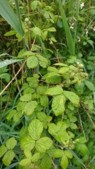 Rubus tuberculatus