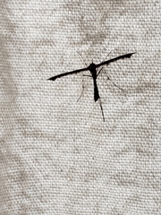 Anstenoptilia