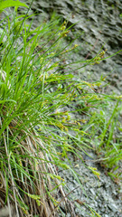 Carex aurea