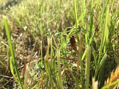 Coenomyia
