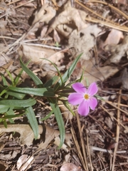 Phlox dolichantha