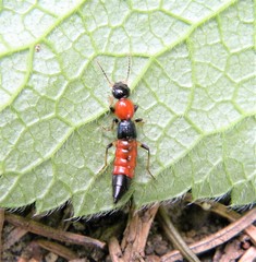 Paederus schoenherri