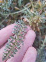 Pedicularis semibarbata