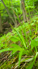 Carex leptonervia