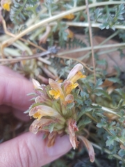 Pedicularis semibarbata