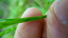 Carex leptonervia