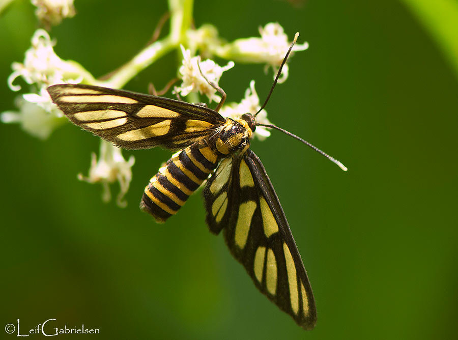 Amata hirayamae