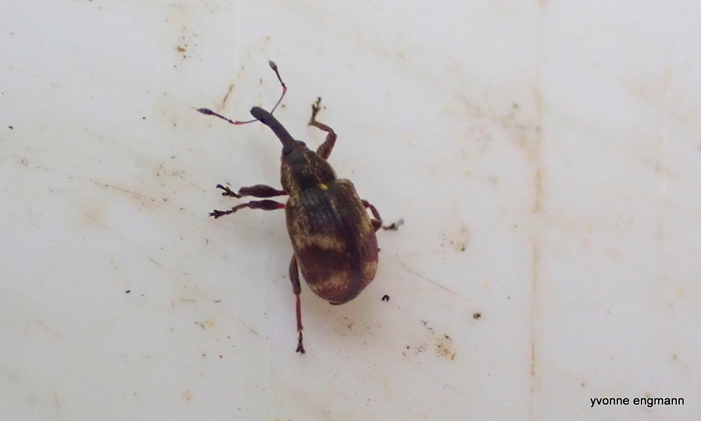 Anthonomus sorbi
