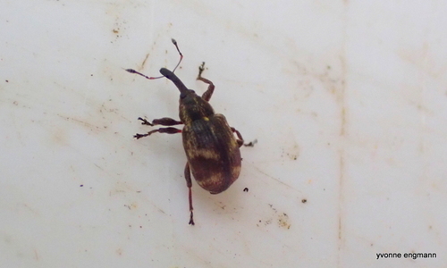 Anthonomus sorbi