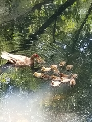 Cairina moschata domestica