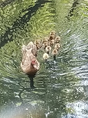 Cairina moschata domestica