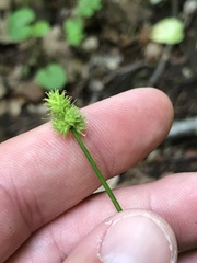 Carex cephalophora