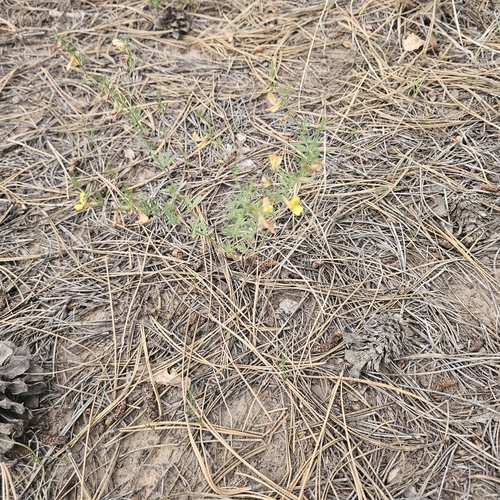 Image of Acmispon wrightii by (c) Indio Brown, some rights reserved (CC BY)