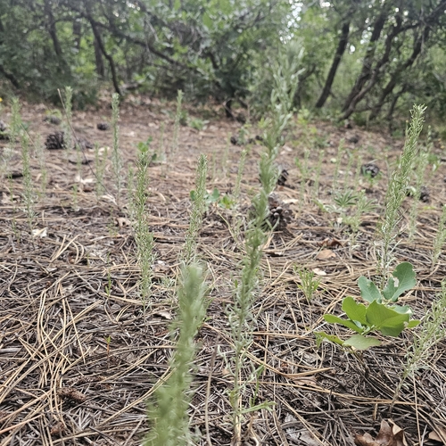 Carruth's Sagewort (Artemisia carruthii)