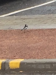 Motacilla alba yarrellii