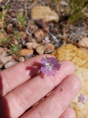 Phacelia exilis