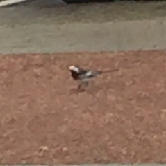 Motacilla alba yarrellii