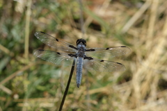 Libellula nodisticta