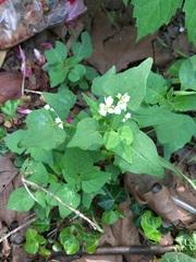 Fagopyrum esculentum