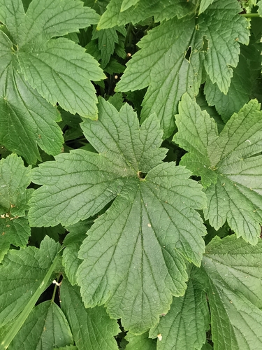 Eriocapitella hupehensis