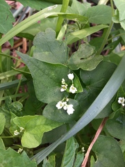 Fagopyrum esculentum