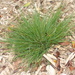 Ascension Hedgehog Grass - Photo (c) Drew Avery, some rights reserved (CC BY), uploaded by drew_avery