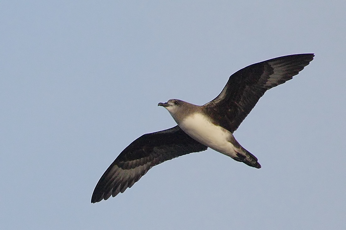 Herald Petrel illustration