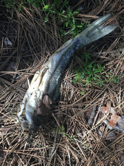 Catostomus macrocheilus