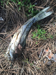 Catostomus macrocheilus