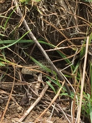 Sceloporus scalaris