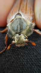 Melolontha melolontha