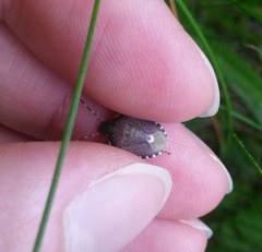 Holcostethus sphacelatus