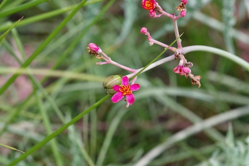 Image of Jatropha cathartica by (c) Michelle W. （鍾偉瑋）, some rights reserved (CC BY)