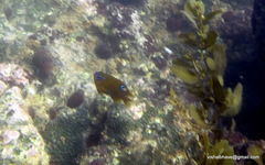 Ocellated Damsel photo 2