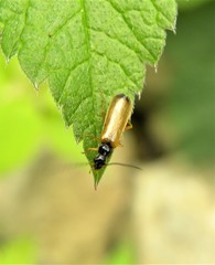 Rhagonycha lignosa