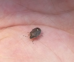 Holcostethus sphacelatus