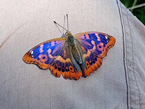 Lesser Purple Emperor photo 5